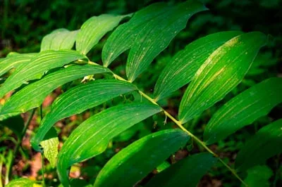 Banaba Leaf, one of the GlycoAid ingredients